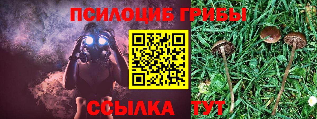 Елабуга  Псилоцибиновые грибы Psilocybine cubensis  Вход с VPN 